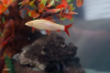 Лабео альбинос (Labeo frenatus albino)