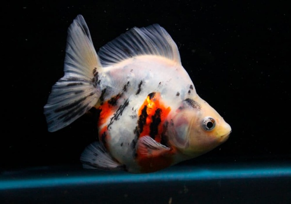 Риукин трехцветный короткохвостый (Goldfish Ryukin tricolour short tai)