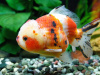 Оранда ситцевая  (Goldfish Oranda calico)