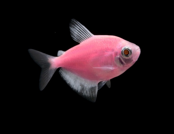 Тернеция Glo Fish Розовый  1,5-2 см