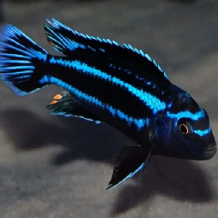 Цихлида Меланохромис Майнгано (Pseudotropheus cyaneorhabdos)