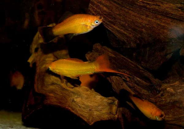 Пецилия золотая чернохвостая  (Xiphophorus maculatus gold blacktail Platy)