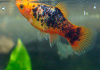 Пецилия закат ситцевый (Xiphophorus maculatus sunset calico Platy)