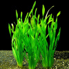 Валлиснерия спиральная (Vallisneria spiralis)