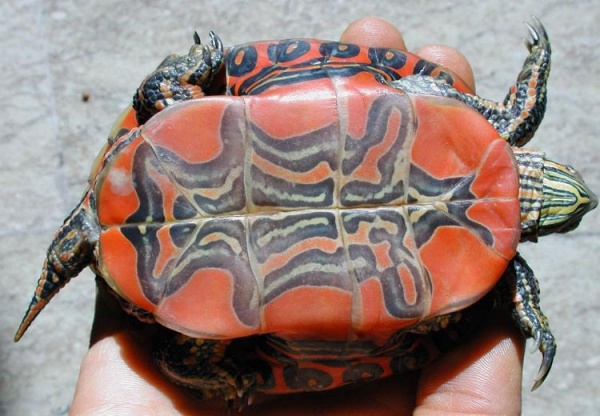 Западная Расписная Краснобрюхая черепаха (Pseudemys rubriventris)