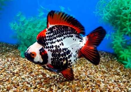 Риукин трехцветный короткохвостый (Goldfish Ryukin tricolour short tai)