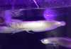 Арована серебристая Южноамериканская (Osteogssum bicirrhosum) 8-10 см