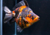 Риукин трехцветный короткохвостый (Goldfish Ryukin tricolour short tai)