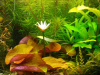 Нимфея красная Тигровый лотос ( Nymphaea lotus green)