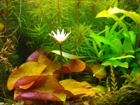 Нимфея красная Тигровый лотос ( Nymphaea lotus green)
