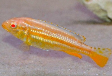 Цихлида Меланохромис Ауратус альбинос( Pseudotropheus auratus)