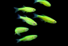 Данио рерио Глофиш салатовый (Danio rerio glofish)
