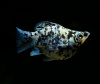 Моллинезия мрамор баллон (Poecilia sphenops Marble Molly balloon) 3,3-3,5см