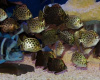 Аргус пятнистый краснолобый (Scatophagus argus atromaculatus)