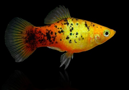 Пецилия закат ситцевый (Xiphophorus maculatus sunset calico Platy)