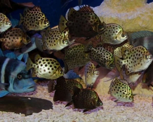 Аргус пятнистый краснолобый (Scatophagus argus atromaculatus)