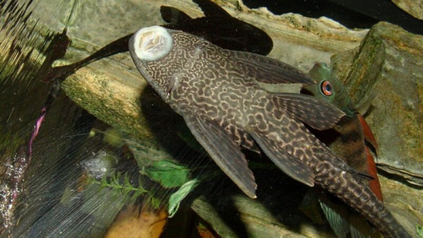 Плекостомус (Hypostomus plecostomus)  4,5-5 см.