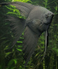 Скалярия черный бархат (pterophyllum black velvet)