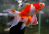Золотая рыбка Комета сакура (Goldfish Comet Sacura)