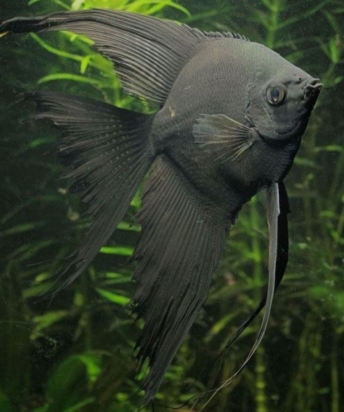 Скалярия черный бархат (pterophyllum black velvet)