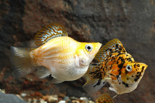 Моллинезия золотой мрамор баллон (Poecilia sphenops Gold Marble Molly balloon)