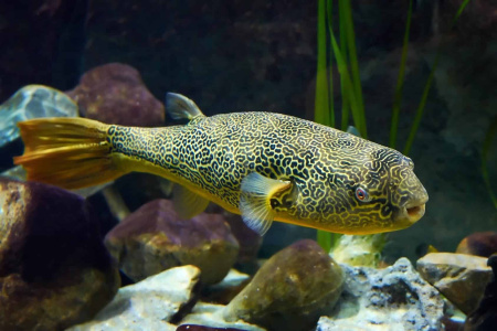 Тетрадон Мбу (Tetraodon mbu) Гигантский 25 см