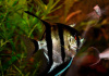 Скалярия Зебра бриллиантовая (pterophyllum zebra Diamond)