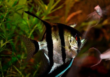 Скалярия Зебра бриллиантовая (pterophyllum zebra Diamond)