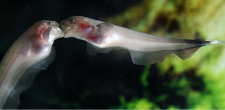 Аптеронотус Нож  Золотой  (Apteronotus albifrons goldy ) 3,5-4 см
