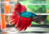 Петушок Халф Мун зеленый дракон самец (Betta splendens Halfmoon green dragon)