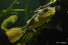 Тетрадон Мбу (Tetraodon mbu) Гигантский 25 см