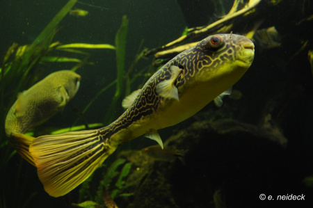 Тетрадон Мбу (Tetraodon mbu) Гигантский 25 см