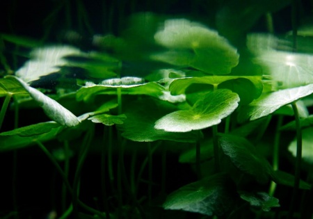 Щитолистник белоголовый или гидрокотила белоголовая (Hydrocotyle leucocephala)