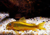 Коридорас Голд Страйп Неон  (Corydoras aeneus «Gold Stripe»)