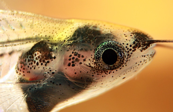  Стеклянный сом (Kryptopterus vitreolus)