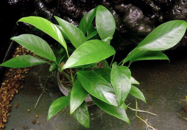 Анубиас Афцели или Анубиас Афцелиуса (Anubias afzelii)
