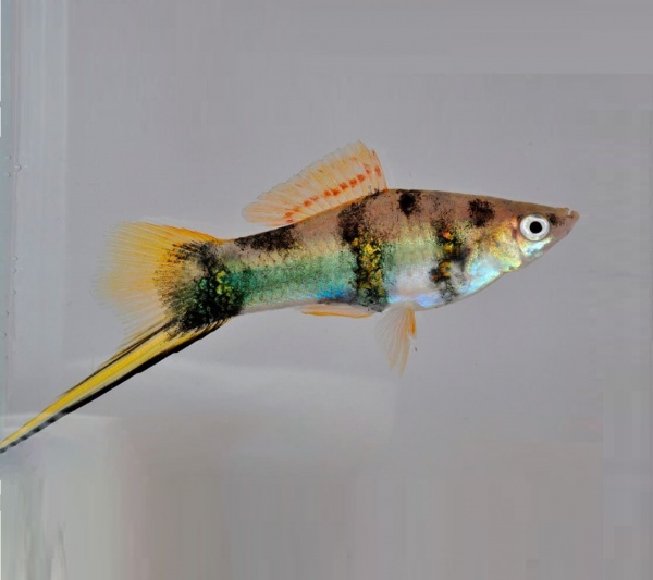 Меченосец Геллера тигровый (Xiphophorus helleri Tiger)
