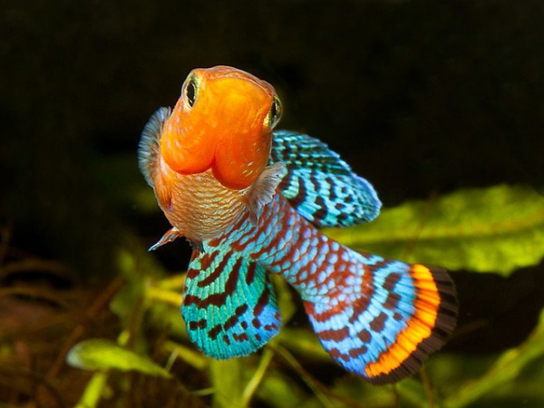 Нотобранхиус Рахова (Nothobranchius rachovii)