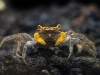 Краб Вампир Лекауда Самка  (Geosesarma sp. “lecauda”)