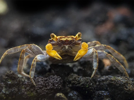 Краб Вампир Лекауда Самка  (Geosesarma sp. “lecauda”)