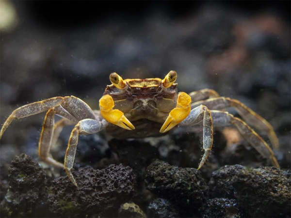 Краб Вампир Лекауда Самка  (Geosesarma sp. “lecauda”)