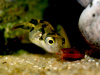 Тетрадон карликовый (Tetraodon travancoricus)