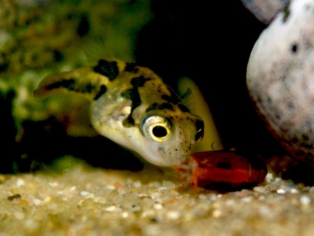 Тетрадон карликовый (Tetraodon travancoricus)