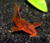 Лорикария красная (Rhineloricaria lanceolata) Сом
