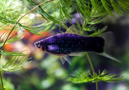 Меченосец Геллера черный (Xiphophorus helleri Black)