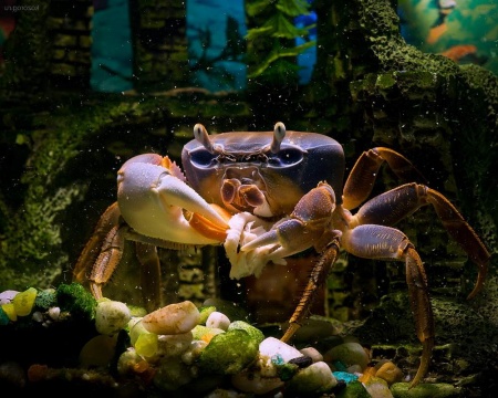 Краб радужный  (Cardisoma armatum) Самец