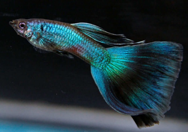 Гуппи синий неон (Poecilia reticulata neon blue)