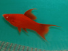Меченосец Геллера красный лирохвостый (Xiphophorus helleri Red Lyretail)