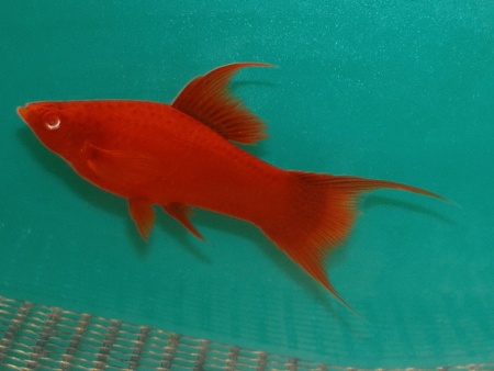 Меченосец Геллера красный лирохвостый (Xiphophorus helleri Red Lyretail)