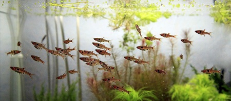 Микрорасбора макулата  (Boraras maculatus) 1,5-1,8 см